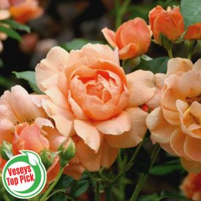 At Last Rose